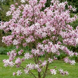 Magnolia Loebnera Leonard Messel – 60-80 cm – różowe kwiaty wczesną wiosną – Botana