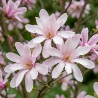 Magnolia Loebnera Leonard Messel 2.jpg