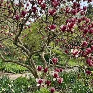 Magnolia Lennei – 60-80 cm – duże różowe kwiaty wczesną wiosną – Botana