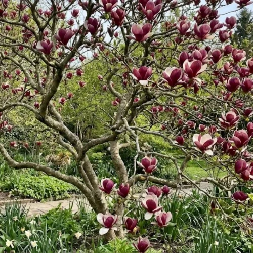 Magnolia Lennei 1.jpg