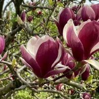 Magnolia Lennei 2.jpg