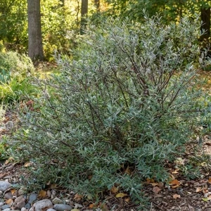 Wierzba purpurowa Nana – 30–50 cm – kompaktowy krzew o kulistym pokroju – Botana