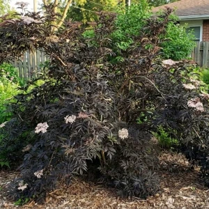 Bez czarny Black Tower – 30-50 cm – kolumnowy pokrój i ciemne liście – Botana
