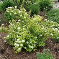 Tawuła Japońska Albiflora 2.jpg