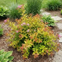 Tawuła Japońska Goldflame 1.jpg