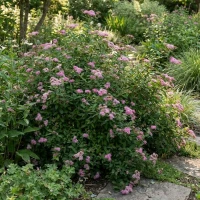 Tawuła Japońska Little Princess 1.jpg