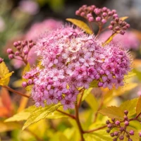 Tawuła Japońska Magic Carpet 2.jpg