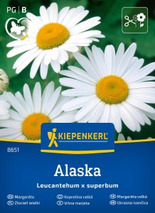 Jastrun Alaska – Złocień – wieloletnie, obficie kwitnące białe kwiaty na rabaty i kwiat cięty – Nasiona Kiepenkerl