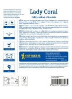 Aster Chiński tył.jpg