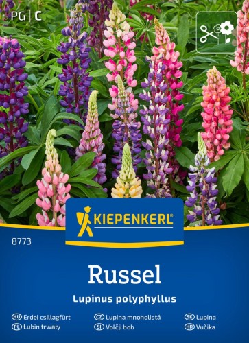 Łubin trwały przód.jpg