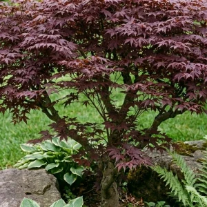 Klon palmowy Atropurpureum – 30-50 cm – dekoracyjne czerwone liście – Botana