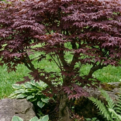 Klon Palmowy Atropurpureum 1.jpg
