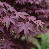 Klon Palmowy Atropurpureum 2.jpg