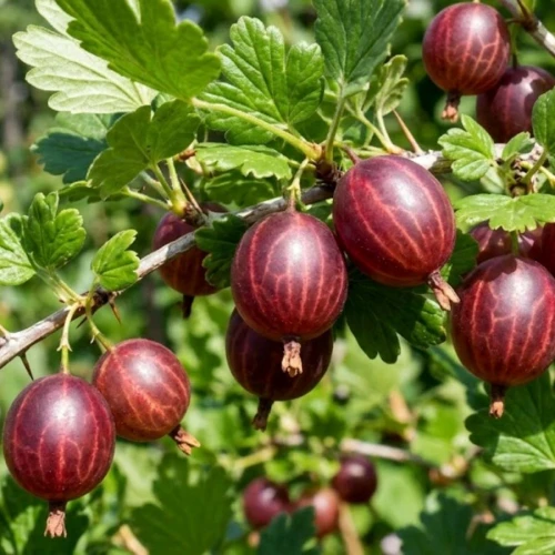 Agrest Czerwony Hinnonmaki Rot 1.jpg