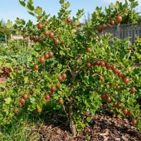 Agrest Czerwony Hinnonmaki Rot 2.jpg