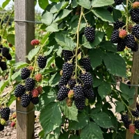 Jeżyna Bezkolcowa Navaho 1.jpg