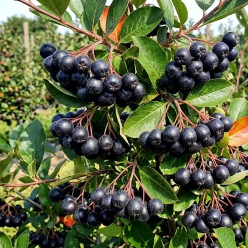 Aronia Czarnoowocowa Galicjanka 1.jpg