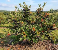 Aronia Czarnoowocowa Galicjanka 2.jpg
