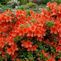Azalia Japońska Geisha Orange 1.jpg