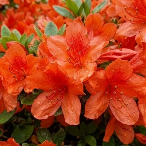 Azalia japońska Geisha Orange – 30–60 cm – pomarańczowe kwiaty i zimozielony efekt – Botana