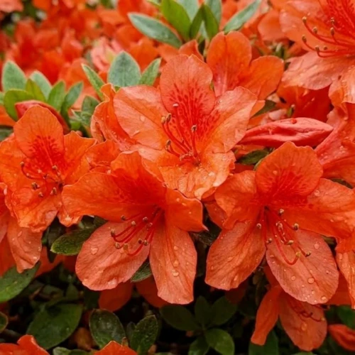 Azalia Japońska Geisha Orange 2.jpg