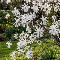 Magnolia Gwieździsta 1.jpg