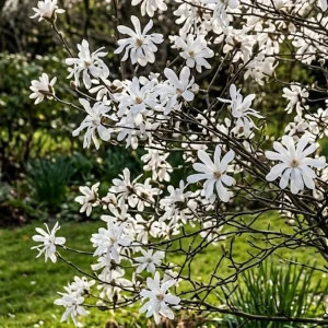 Magnolia gwieździsta – 30–50 cm – wczesne białe kwitnienie wiosną – Botana