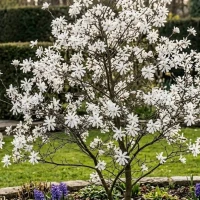 Magnolia Gwieździsta 2.jpg