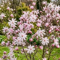 Magnolia Gwieździsta Rosea 1.jpg