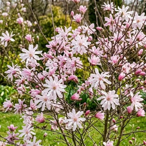 Magnolia Gwieździsta Rosea 1.jpg