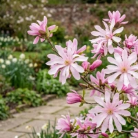 Magnolia Gwieździsta Rosea 2.jpg