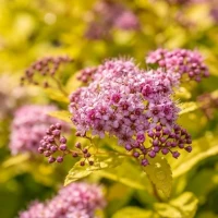 Tawuła Japońska Goldmound 2.jpg