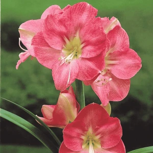 Amarylis Susan – cebula 1 szt. – jasnoróżowy amarylis, eleganckie kwitnienie zimą