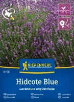 00008758-000-00_VS_Lavendel Hidcote Blue Strain_4000159087583.jpg