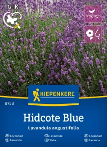 Lawenda wąskolistna 'Hidcote Blue' – Nasiona – Kiepenkerl