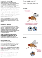 Drosinal pułapka - instrukcja stosowania (1)-2.png