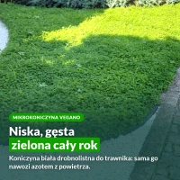 Mikrokoniczyna Vegano do trawnika