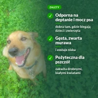Zalety mikrokoniczyny: odporna na deptanie i mocz psa