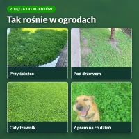 Mikrokoniczyna w ogrodach klientów