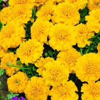 Aksamitka 'Goldzwerg' – Żółta – Nasiona – Kiepenkerl