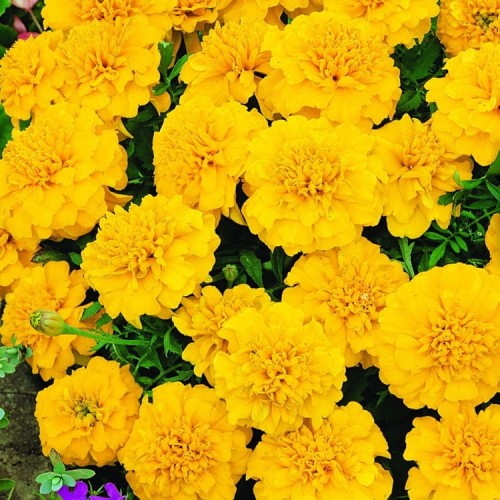 Aksamitka 'Goldzwerg' – Żółta – Nasiona – Kiepenkerl