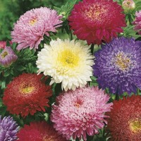 Aster Chiński 'Prinzess' Mix – Nasiona – Kiepenkerl