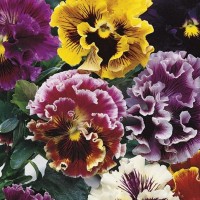 Bratek Ogrodowy Mix – Nasiona – Kiepenkerl