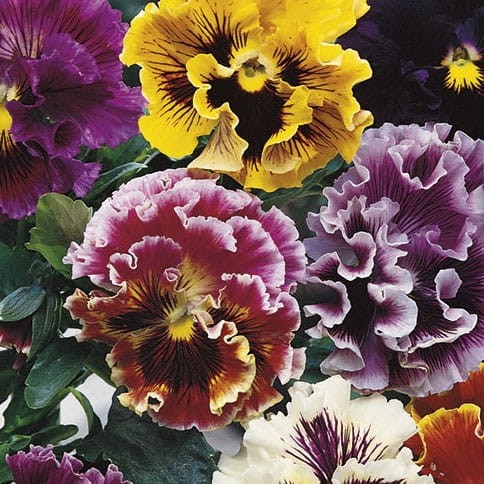 Bratek Ogrodowy Mix – Nasiona – Kiepenkerl