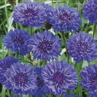 Chaber Bławatek 'Blauer Junge' – Nasiona – Kiepenkerl