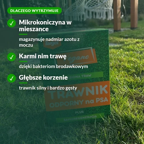 Dlaczego trawnik Vegano wytrzymuje mocz psa