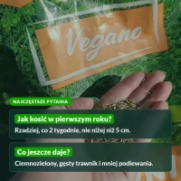 Trawnik odporny na psa: najczęstsze pytania
