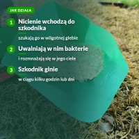 Jak działają nicienie Turkuć Stoper