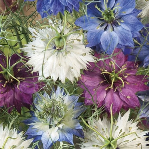 Czarnuszka Damasceńska Mix – Nasiona – Kiepenkerl