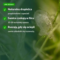 Jak działa dobroczynek gruszowiec